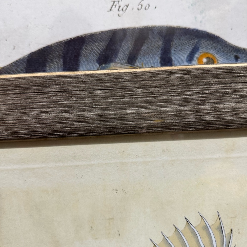 Fish 🐠 art - Picture 7 of 11
